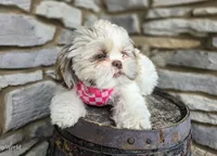 Penny, a female Shih Tzu for sale in Fort Wayne, IN – Photo 6 of 7