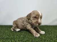 Sullivan, a male Miniature Goldendoodle for sale in Fort Wayne, IN – Photo 3 of 4