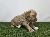 Sullivan, a male Miniature Goldendoodle for sale in Fort Wayne, IN – Photo 4 of 4