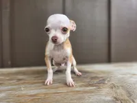 Rambo, a male Chihuahua for sale in Fort Wayne, IN – 3 of 6