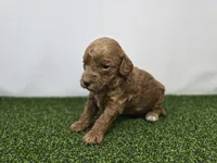 Josephine, a male Miniature Goldendoodle for sale in Fort Wayne, IN – Photo 2 of 3