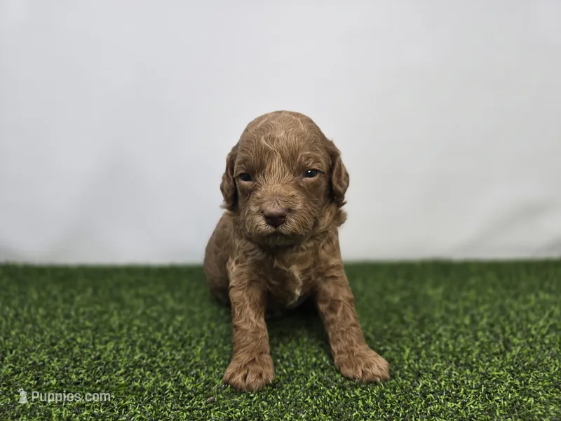 Josephine – Miniature Goldendoodle puppy for sale in Fort Wayne, IN