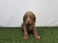 Josephine, a male Miniature Goldendoodle for sale in Fort Wayne, IN – Photo 1 of 3