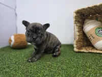 Brooks, a male Frenchton for sale in Fort Wayne, IN – Photo 4 of 8