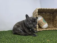 Brooks, a male Frenchton for sale in Fort Wayne, IN – Photo 6 of 8