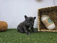 Brooks, a male Frenchton for sale in Fort Wayne, IN – Photo 2 of 8