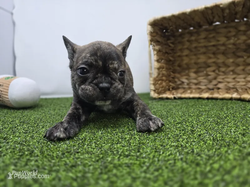 Brooks – Frenchton puppy for sale in Fort Wayne, IN