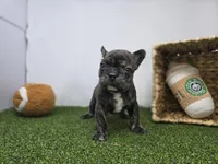 Brooks, a male Frenchton for sale in Fort Wayne, IN – Photo 3 of 8