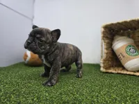 Brooks, a male Frenchton for sale in Fort Wayne, IN – Photo 5 of 8