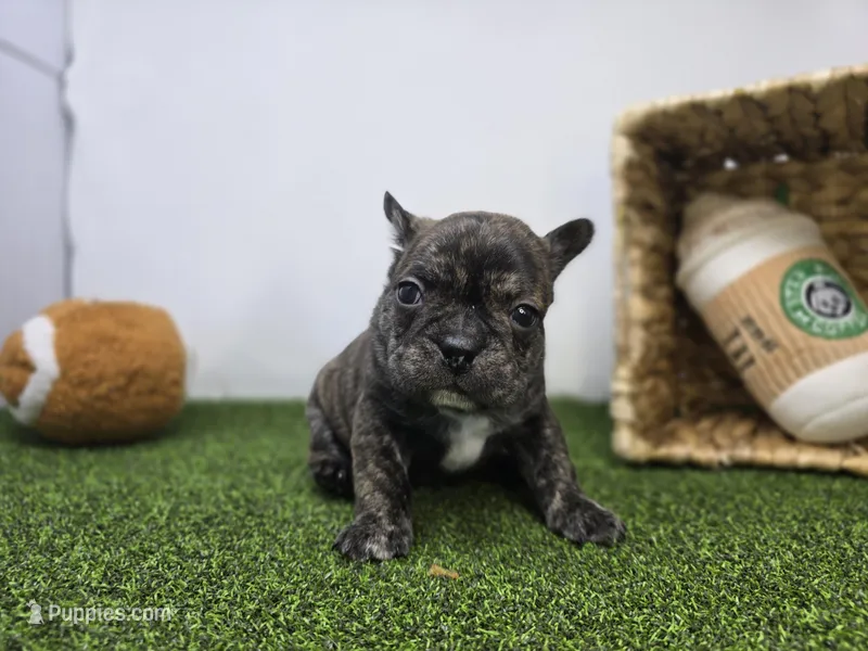 Brooks – Frenchton puppy for sale in Fort Wayne, IN