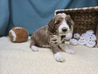 processed/ce1108ba-9929-49da-86cd-04a9cca21cec/listing/4937690a-e1f0-4251-bf11-f6f76e6071ca/5fafad82-7f39-4982-9ff4-77b9e20e7079