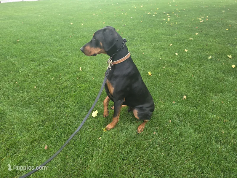 Bear – Doberman Pinscher puppy for sale in Fort Wayne, IN