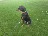 Bear, a male Doberman Pinscher for sale in Fort Wayne, IN – 1 of 3
