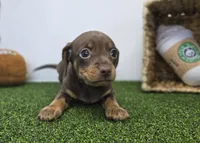 Coco, a female Chiweenie for sale in Fort Wayne, IN – Photo 1 of 6