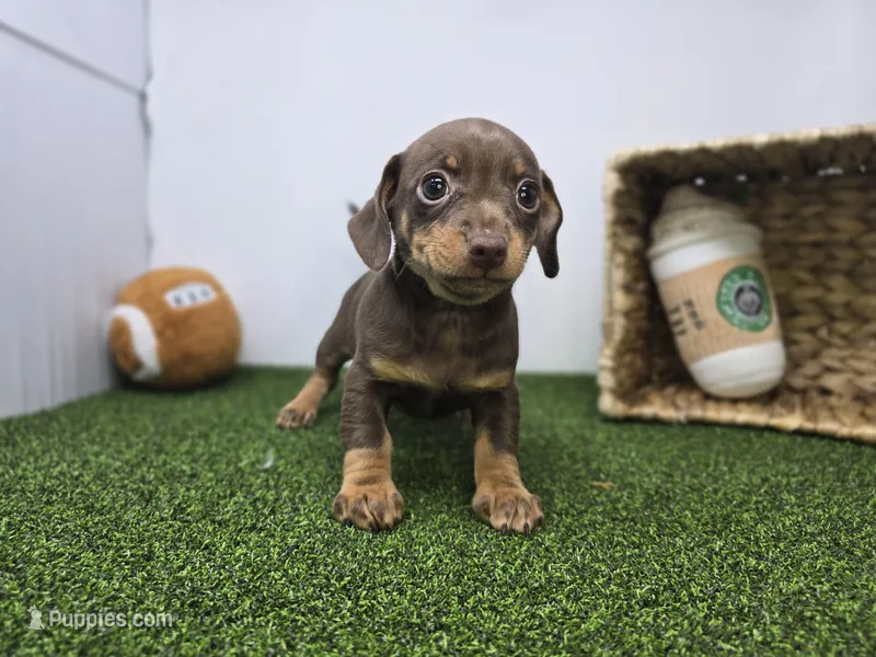 Coco – Chiweenie puppy for sale in Fort Wayne, IN