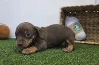 Coco, a female Chiweenie for sale in Fort Wayne, IN – Photo 4 of 6