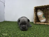 Willow, a female Frenchton for sale in Fort Wayne, IN – Photo 6 of 6