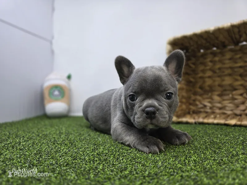 Willow – Frenchton puppy for sale in Fort Wayne, IN