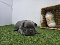 Willow, a female Frenchton for sale in Fort Wayne, IN – Photo 5 of 6