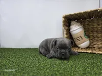 Willow, a female Frenchton for sale in Fort Wayne, IN – Photo 2 of 6