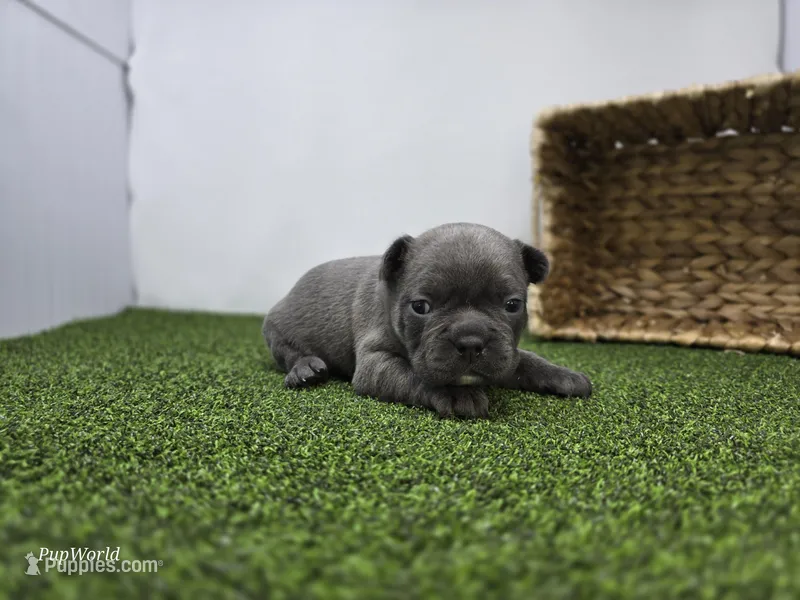Willow – Frenchton puppy for sale in Fort Wayne, IN