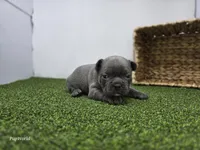 Willow, a female Frenchton for sale in Fort Wayne, IN – Photo 1 of 6