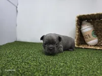 Willow, a female Frenchton for sale in Fort Wayne, IN – Photo 4 of 6