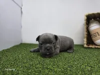 Willow, a female Frenchton for sale in Fort Wayne, IN – Photo 3 of 6