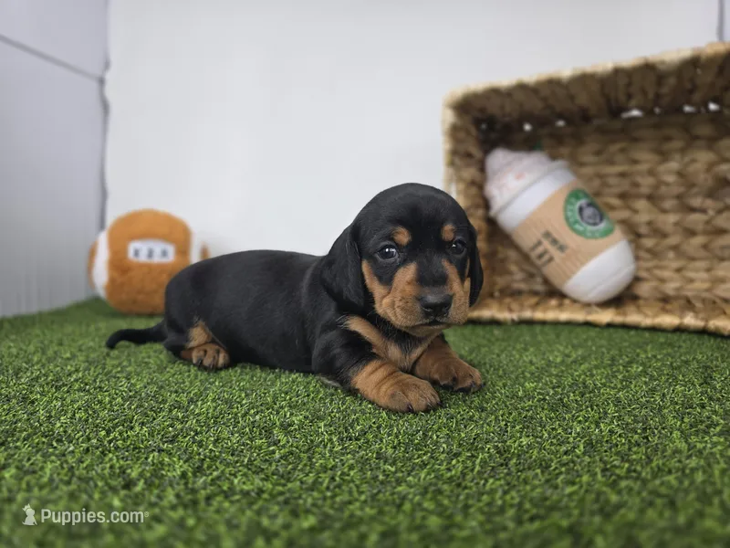 Georgia – Dachshund puppy for sale in Fort Wayne, IN