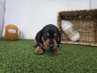 Georgia, a male Dachshund for sale in Fort Wayne, IN – Photo 3 of 8