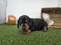 Georgia, a male Dachshund for sale in Fort Wayne, IN – Photo 4 of 8