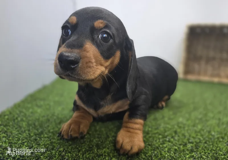 Georgia – Dachshund puppy for sale in Fort Wayne, IN