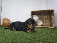 Georgia, a male Dachshund for sale in Fort Wayne, IN – Photo 2 of 8