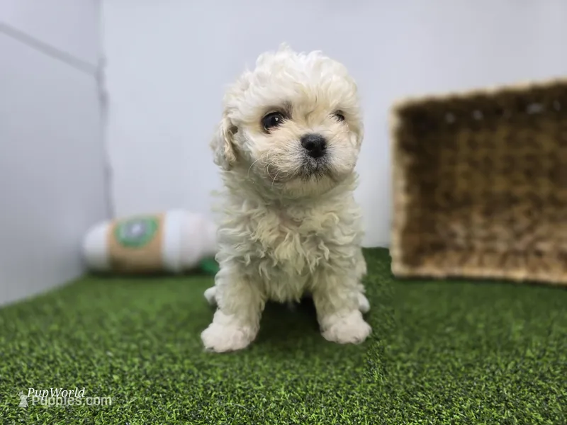 Finn – Bichon Frise, Pekingese puppy for sale in Fort Wayne, IN
