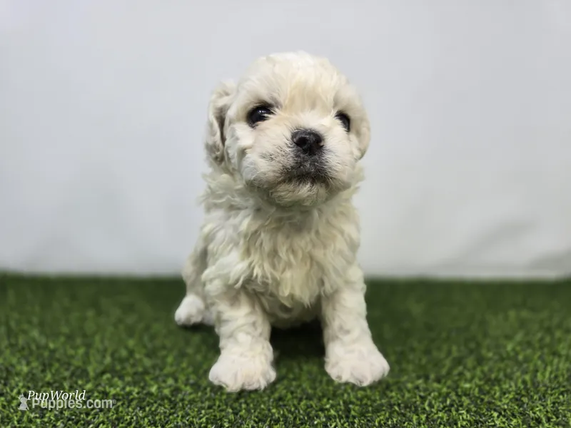 Finn – Bichon Frise, Pekingese puppy for sale in Fort Wayne, IN