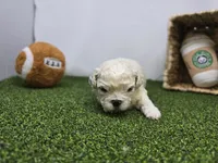 Finn, a male Bichon Frise and Pekingese for sale in Fort Wayne, IN – Photo 6 of 8