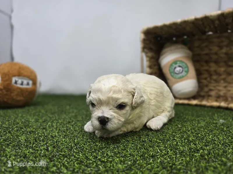 Finn – Bichon Frise, Pekingese puppy for sale in Fort Wayne, IN
