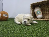 Finn, a male Bichon Frise and Pekingese for sale in Fort Wayne, IN – Photo 3 of 8