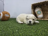 Finn, a male Bichon Frise and Pekingese for sale in Fort Wayne, IN – Photo 4 of 8