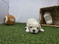 Finn, a male Bichon Frise and Pekingese for sale in Fort Wayne, IN – Photo 5 of 8