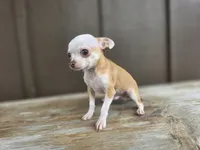 Rambo, a male Chihuahua for sale in Fort Wayne, IN – 4 of 6