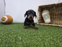 Ivy, a male Dachshund for sale in Fort Wayne, IN – Photo 1 of 8