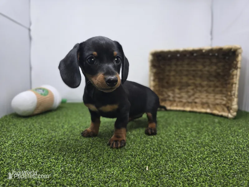 Ivy – Dachshund puppy for sale in Fort Wayne, IN