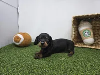 Ivy, a male Dachshund for sale in Fort Wayne, IN – Photo 3 of 8