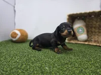 Ivy, a male Dachshund for sale in Fort Wayne, IN – Photo 6 of 8