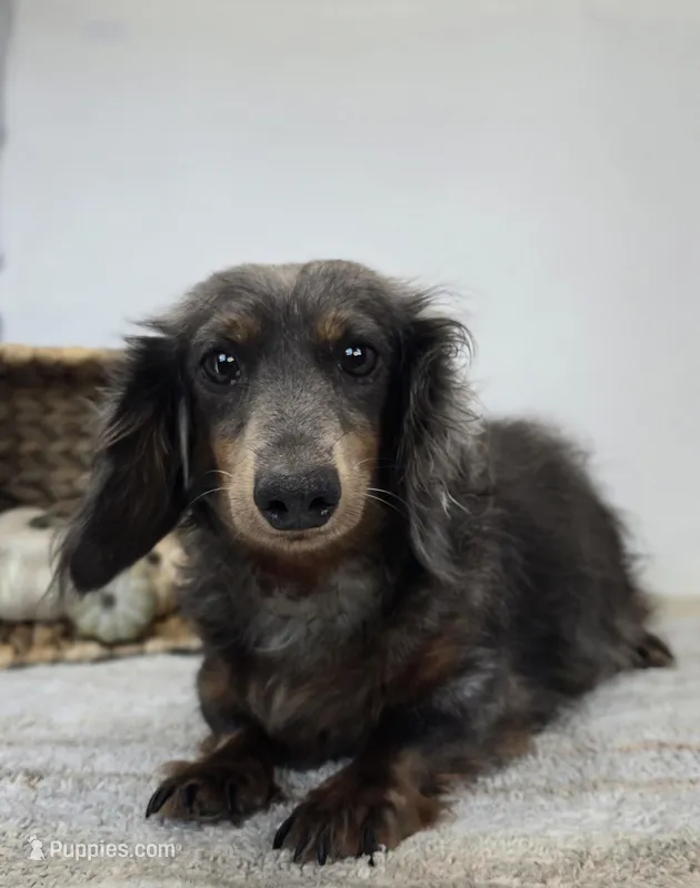 Ivy – Dachshund puppy for sale in Fort Wayne, IN