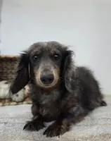 Ivy, a male Dachshund for sale in Fort Wayne, IN – Photo 8 of 8