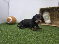 Ivy, a male Dachshund for sale in Fort Wayne, IN – Photo 5 of 8
