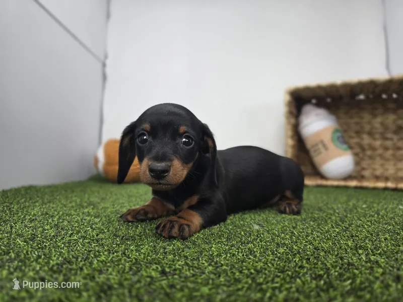 Ivy – Dachshund puppy for sale in Fort Wayne, IN