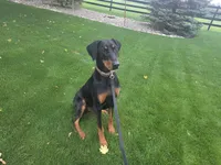 Bear, a male Doberman Pinscher for sale in Fort Wayne, IN – 2 of 3